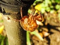 Molting cicada on a tree. wild life insect on the forest