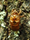 Molting cicada on a tree. wild life insect on the forest