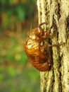 Molting cicada on a tree. wild life insect on the forest Royalty Free Stock Photo