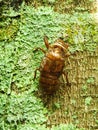 Molting cicada on a tree. wild life insect on the forest