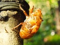 Molting cicada on a tree. wild life insect on the forest Royalty Free Stock Photo