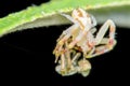 Molting Crab Spider Royalty Free Stock Photo