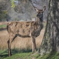 Molting deer in the springtime Royalty Free Stock Photo