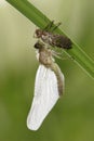 Molting Dragonfly