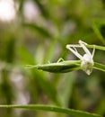 Molting of grasshopper in garden Royalty Free Stock Photo