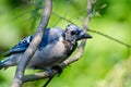 Molting Immature Blue Jay