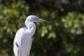 Molting Immature Little Blue Heron, J.N. ''Ding'' Darling Nation