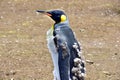 Profile of a Molting Juvenile Penguin