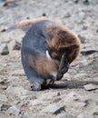 Molting King Penguin Chick Scratching Its Head Royalty Free Stock Photo