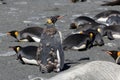 Molting King Penguin - South Georgia Island, Gold Harbour Royalty Free Stock Photo