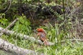 Molting Male Cardinal Grooming