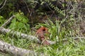 Molting Male Cardinal Grooming