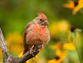 Molting Male Cardinal Royalty Free Stock Photo