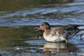 Male Green Winged Teal duck walking along shore Royalty Free Stock Photo