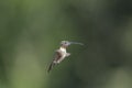 Molting male Ruby-throated Hummingbird flying with Tongue Out