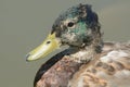 Molting Mallard Duck Drake