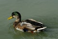 Molting Mallard Duck Drake