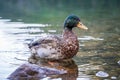 Molting Mallard duck