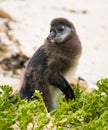 Molting Penguin Chick Royalty Free Stock Photo