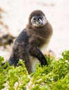 Molting Penguin Chick Royalty Free Stock Photo