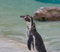 Molting Penguin Royalty Free Stock Photo