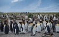 Molting Penguins with Onlooking Tourists Royalty Free Stock Photo