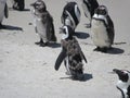 New Feathers Molting Penguins