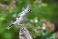 Molting Tufted Titmouse bird Horizontal Photo Royalty Free Stock Photo