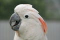 Moluccan Cockatoo Royalty Free Stock Photo