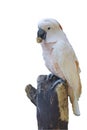 moluccan cockatoo bird is food on old stick tree on white background have path Royalty Free Stock Photo