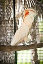 Moluccan Cockatoo in the cage Royalty Free Stock Photo