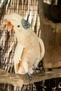 Moluccan Cockatoo in the cage Royalty Free Stock Photo