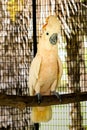 Moluccan Cockatoo in the cage Royalty Free Stock Photo