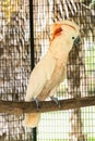 Moluccan Cockatoo in the cage Royalty Free Stock Photo