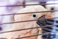 Moluccan cockatoo Pink parrot in a cage Royalty Free Stock Photo