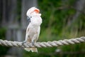 Moluccan Cockatoo