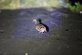 Moluccan scrubfowl in Halmahera Island Royalty Free Stock Photo