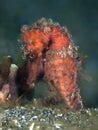 Moluccas seahorse Royalty Free Stock Photo