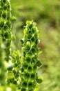 Moluccella laevis or Bells of Ireland or Molucca balmis or shellflower or shell flower Royalty Free Stock Photo