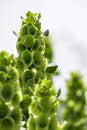 Moluccella laevis or Bells of Ireland or Molucca balmis or shellflower or shell flower Royalty Free Stock Photo