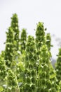 Moluccella laevis or Bells of Ireland or Molucca balmis or shellflower or shell flower Royalty Free Stock Photo