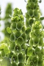 Moluccella laevis or Bells of Ireland or Molucca balmis or shellflower or shell flower Royalty Free Stock Photo