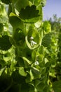 Moluccella laevis or Bells of Ireland or Molucca balmis or shellflower or shell flower Royalty Free Stock Photo