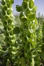 Moluccella laevis or Bells of Ireland or Molucca balmis or shellflower or shell flower Royalty Free Stock Photo