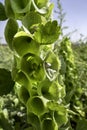 Moluccella laevis or Bells of Ireland or Molucca balmis or shellflower or shell flower Royalty Free Stock Photo