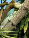 MoluckÃÂ¡A large male Philippine sailfin lizard, Hydrosaurus pustulatus, lies on a trunk above the water Royalty Free Stock Photo