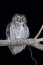 Molukse Dwergooruil, Moluccan Scops-Owl, Otus magicus