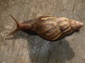 Molusca gastropoda Royalty Free Stock Photo