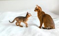 Mom adult cat, small little newborn kitty. Wild-colored kitten of Abyssinian cat breed on soft white blanket playing in Royalty Free Stock Photo