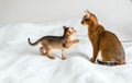 Mom adult cat, small little newborn kitty. Wild-colored kitten of Abyssinian cat breed on soft white blanket playing in Royalty Free Stock Photo